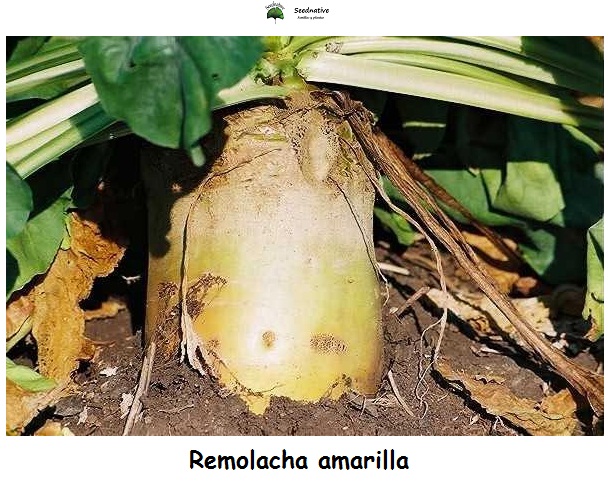 Remolacha amarilla ECKENDORF - 1000 semillas