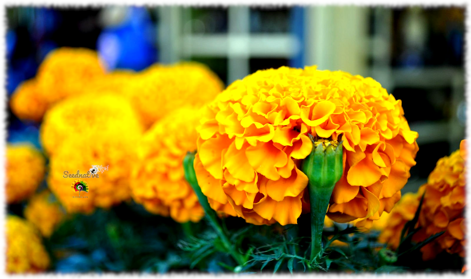 Tagetes erecta - Clavelón - 300 semillas 