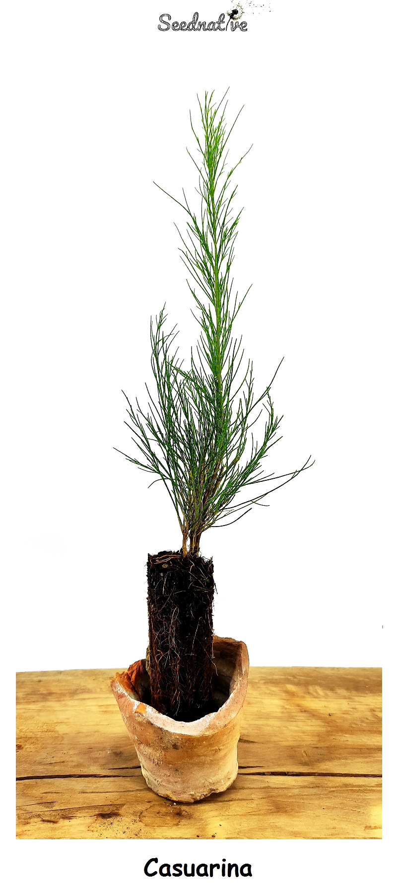 Planta de Casuarina equisetifolia - Casuarina - 2 Años