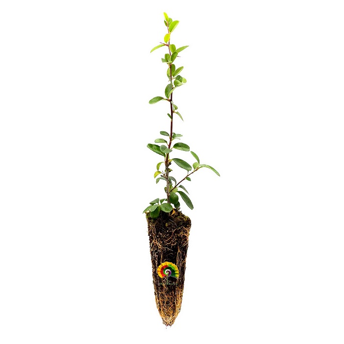 Planta Pyracantha coccinea - Piracanta