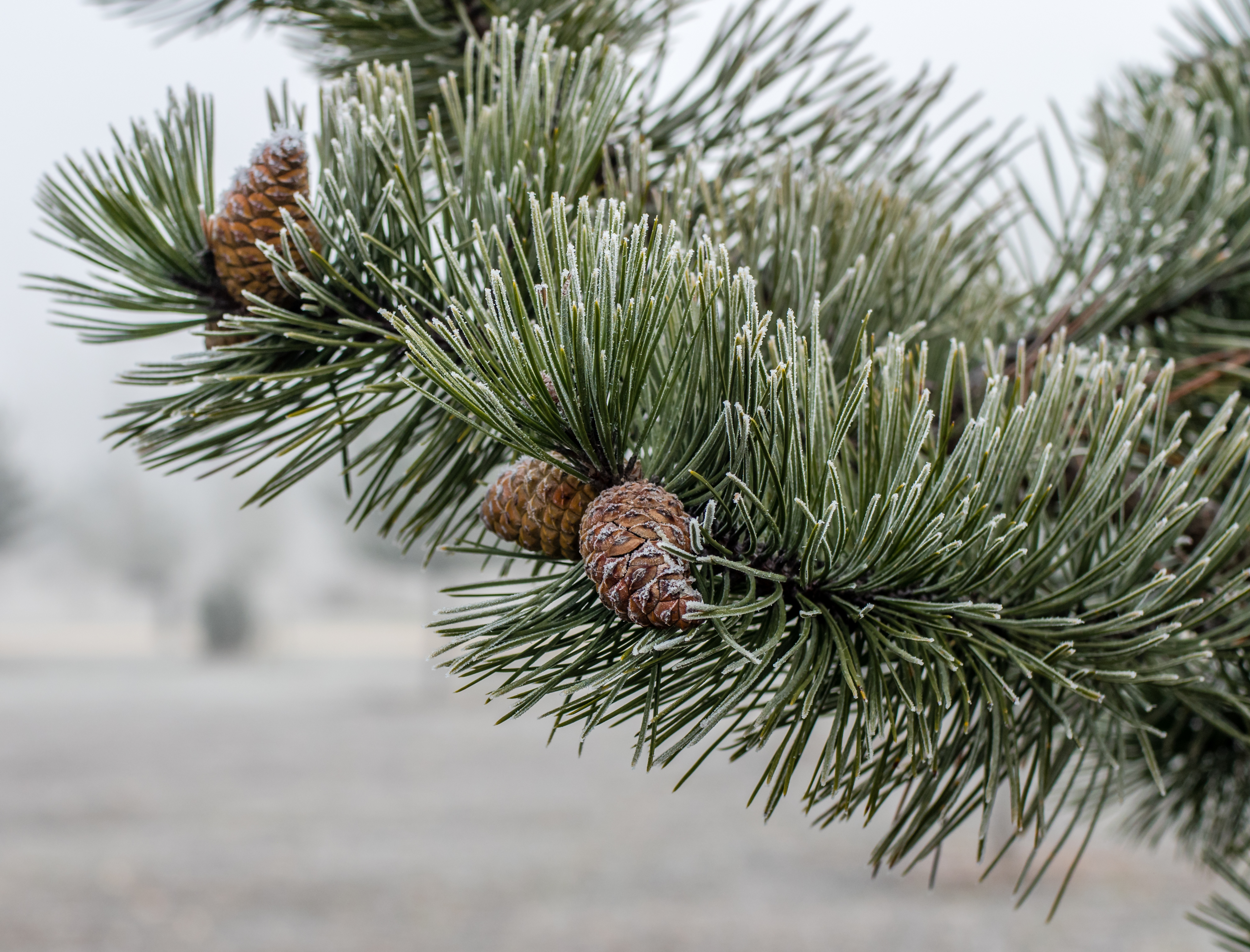 Planta de Pino Negro - Pinus nigra - 2 Años