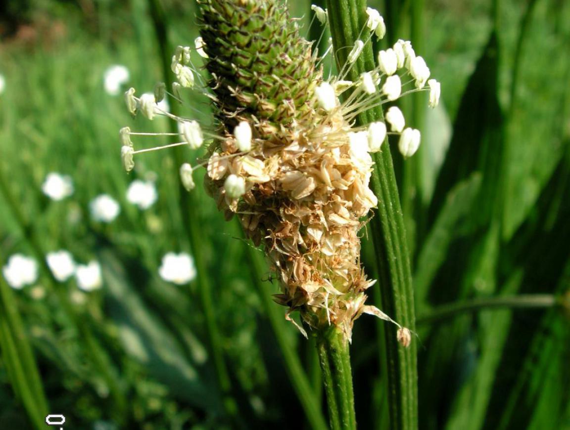 Plantago lanceolata - Llanten menor - 1000 semillas
